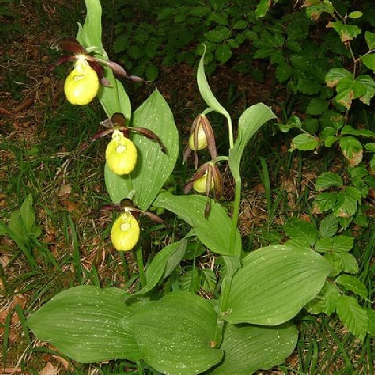 Lichtenegg_Frauenschuh
