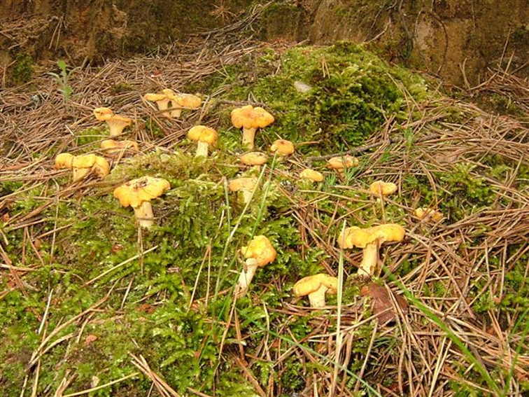 Pfifferlinge