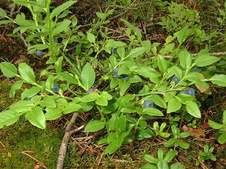 Schwarzbeeren_Blaubeeren