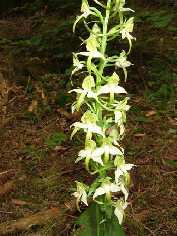 Lichtenegg_ Waldhyazinthe