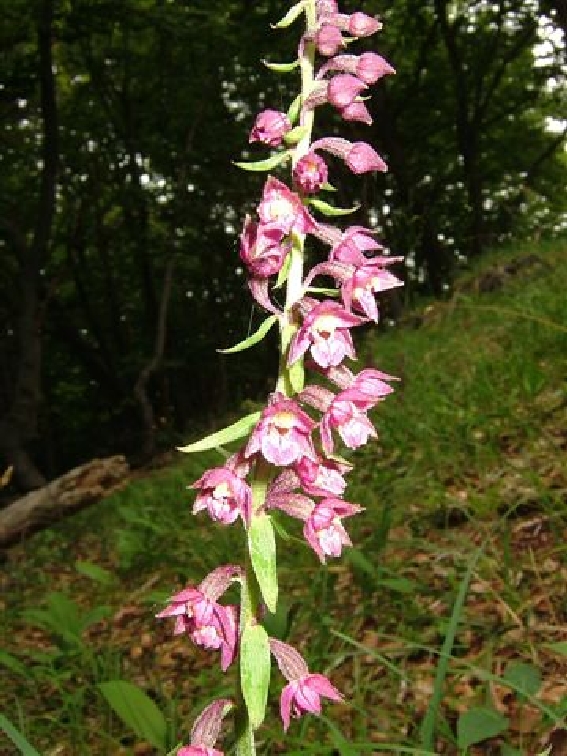 Rotbraune Stendelwurz