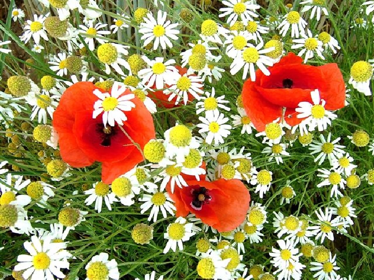 Lichtenegg_Klatschmohn und Acker-Hundskamille