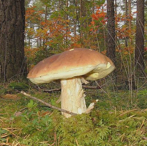 Pilze in Lichtenegg