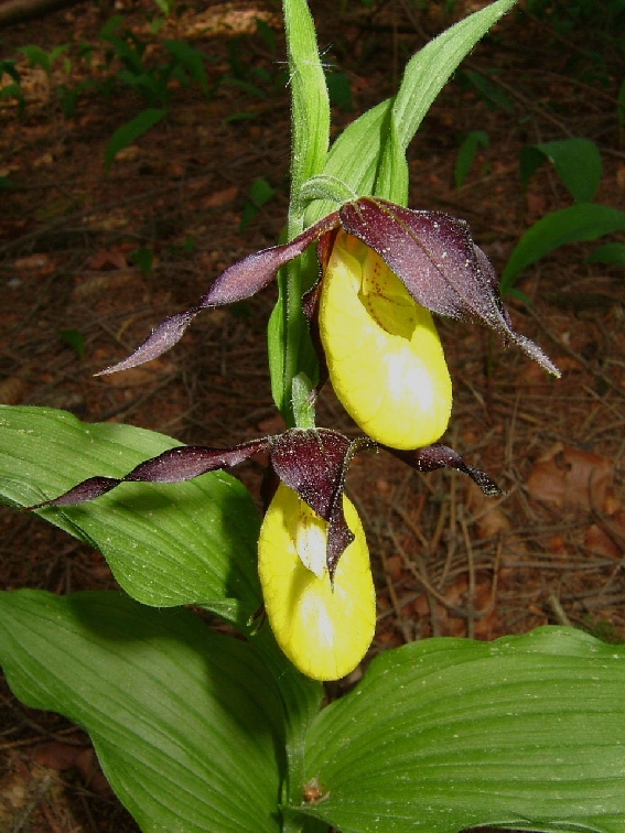 Orchideen (Frauenschuh) in Lichtenegg